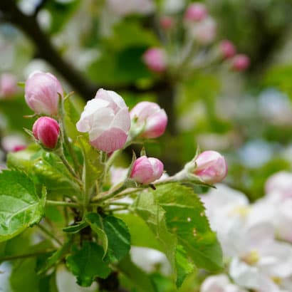Aptieku darba laika izmaiņas svētkos