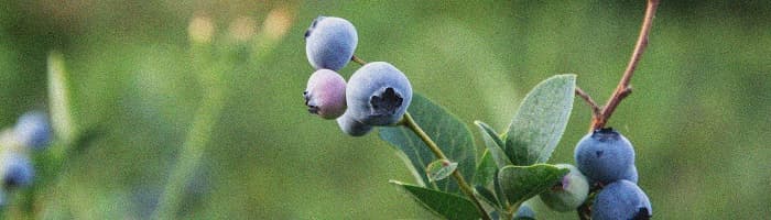 Melleņu ieguvumi veselībai