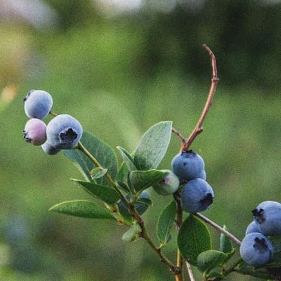 Melleņu ieguvumi veselībai