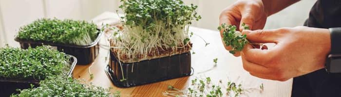 Piecas dabas veltes ar kurām celt imunitāti pavasarī