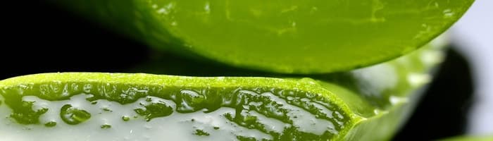 Alveja – aptieka vienā augā. Kā tā var palīdzēt mūsu veselībai un skaistumam?