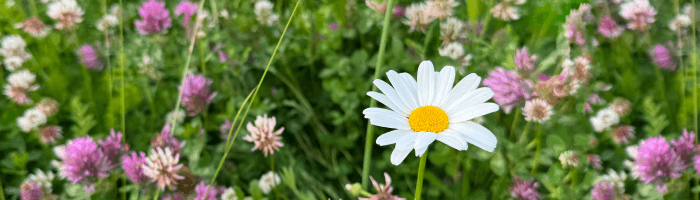 Aptieku darba laika izmaiņas svētkos