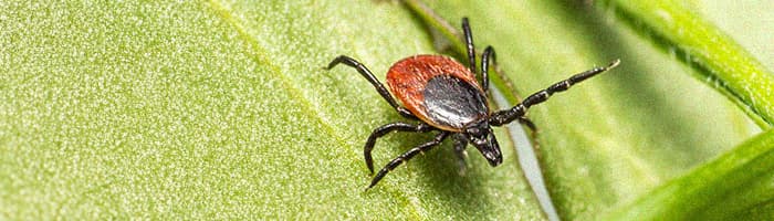 Laima slimība un ērču encefalīts – ko svarīgi zināt ikvienam?