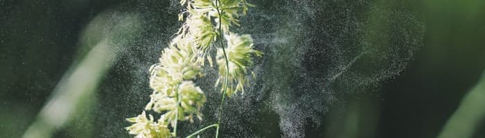 Katru gadu palielinās ar alerģijām slimojošo cilvēku skaits – kā varam sev palīdzēt?