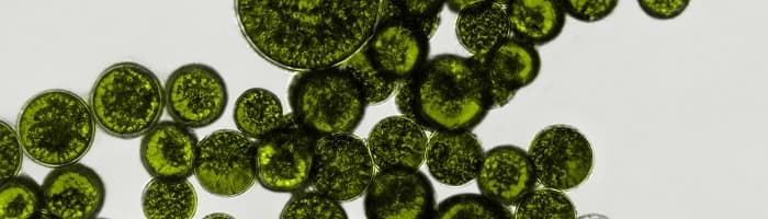 Probiotikas: ieguvumi, veidi un kā izvēlēties nepieciešamo!