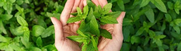 Kā 6 dabas augi var palīdzēt pārvarēt stresu Covid-19 pandēmijas laikā?