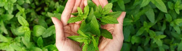 Как 6 растений могут помочь в преодолении стресса во время пандемии Covid-19?