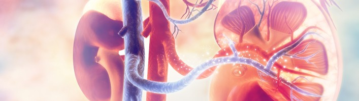 Izturīgās nieres jeb cik daudz zinām par nieru veselību?