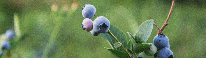 Melleņu labvēlīgā ietekme uz veselību