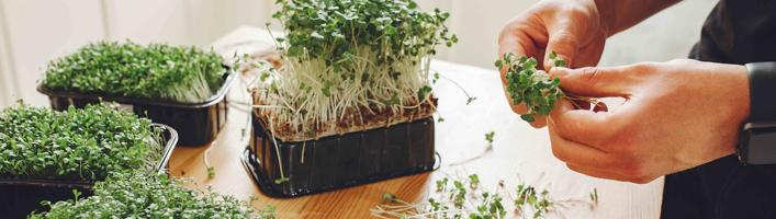 Пять даров природы для повышения иммунитета весной m