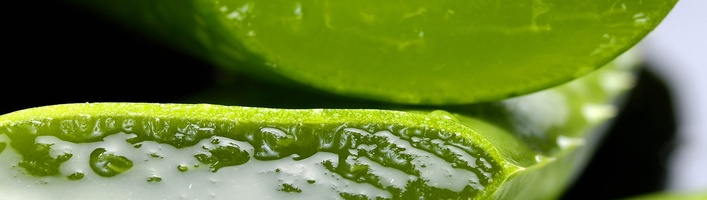 Алоэ – аптека в одном растении. Как оно может помочь нашему здоровью и красоте?