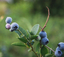 Melleņu labvēlīgā ietekme uz veselību