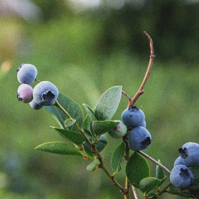 Melleņu labvēlīgā ietekme uz veselību